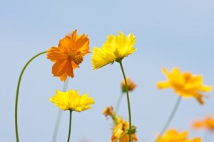 flowers