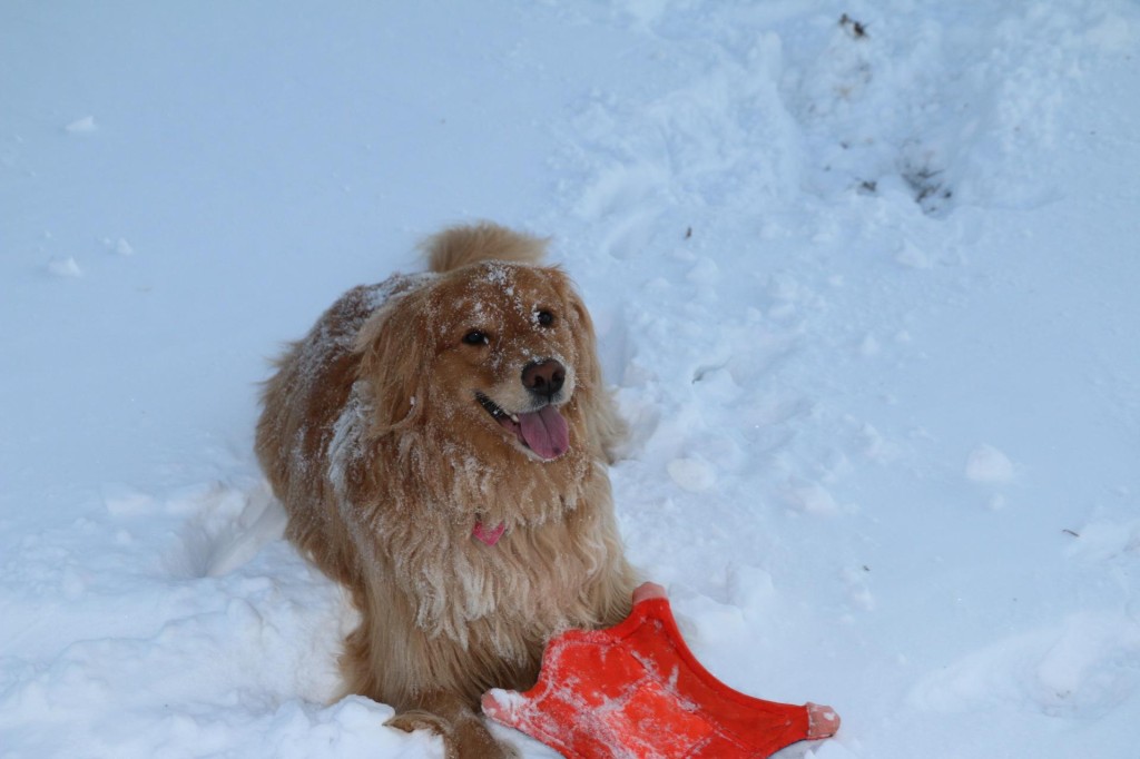 Daisy in the snow